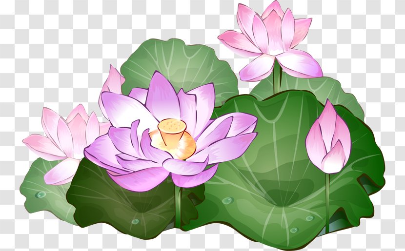 Nelumbo Nucifera Free Content Clip Art - Website - Lotus Flower Clipart Transparent PNG