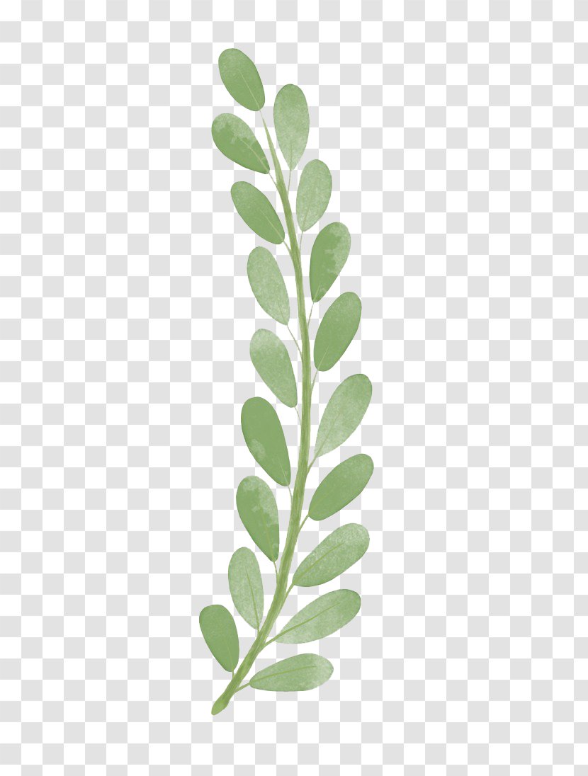 Branch Wallpaper - Green - Watercolor Leaves Transparent PNG