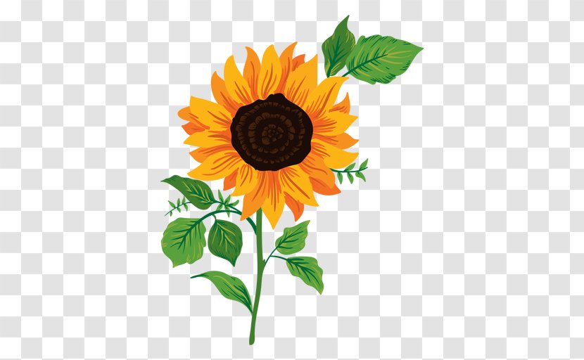 Common Sunflower Drawing - Flowering Plant - Leaf Transparent PNG