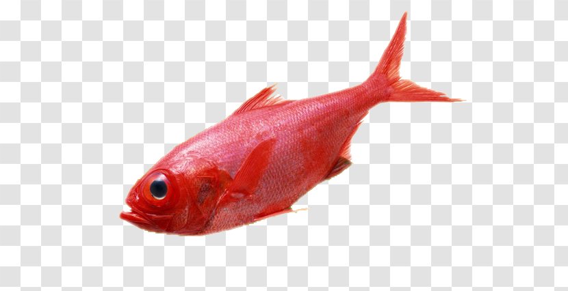 Carassius Auratus Deep Sea Fish Red - Fauna - Marine Transparent PNG