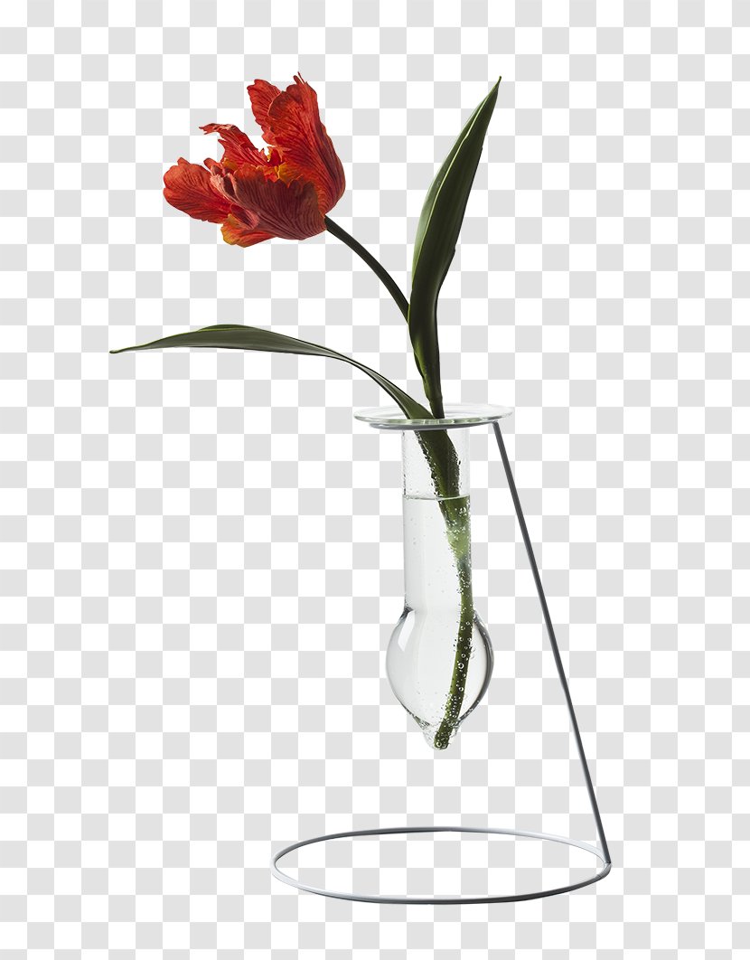 Lily Flower Cartoon - Fire - Petal Family Transparent PNG