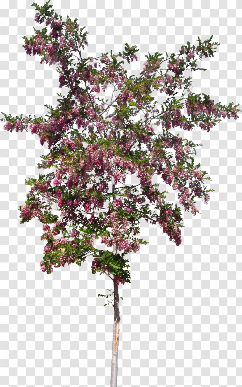 Shrub Twig Tree Plant Stem Flower - Bushes Transparent PNG