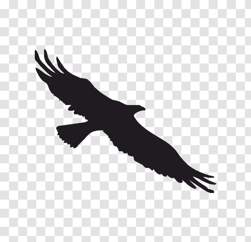 Bird Bald Eagle Decal Sticker Window Transparent PNG