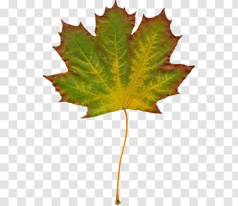 Maple Leaf - Plant - Planetree Family Flowering Transparent PNG
