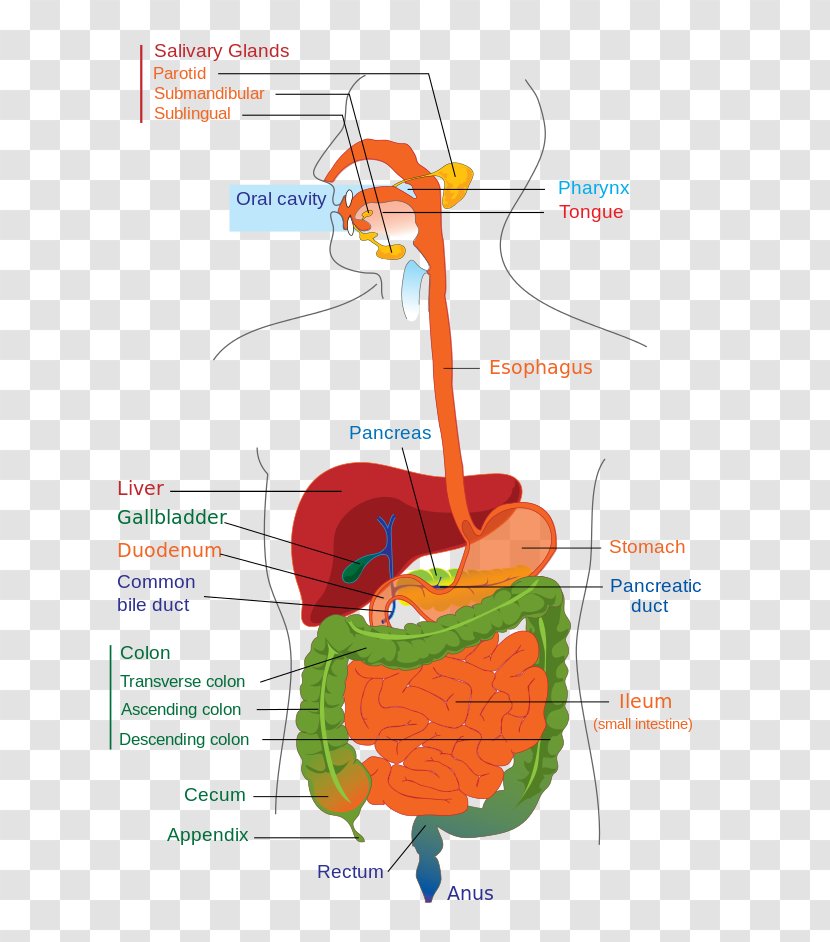 Human Digestive System Gastrointestinal Tract Digestion Diagram Anatomy - Silhouette - Gastroesophageal Reflux Disease Transparent PNG