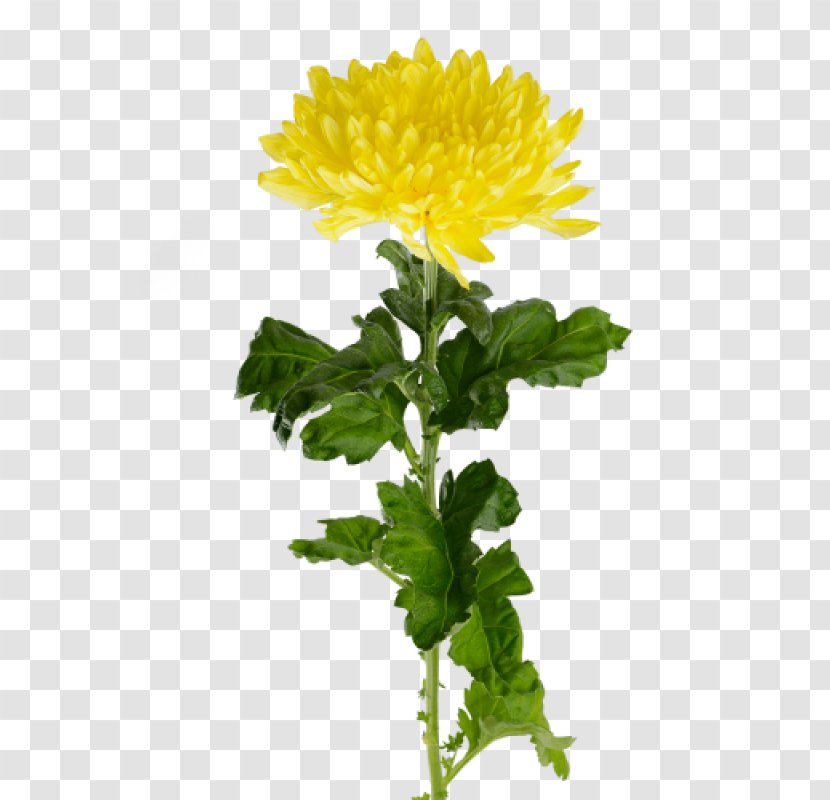 Crown Daisy Yellow Flower Oxeye - Chrysanths Transparent PNG
