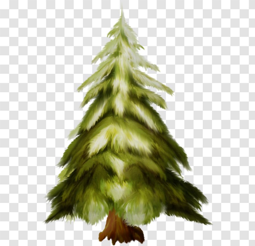 Christmas Tree - White Pine - Spruce Evergreen Transparent PNG