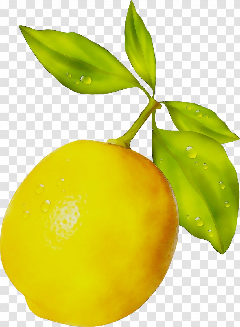 Lemon Citron Citric Acid Yuzu - Tree - Vegetarian Food Transparent PNG
