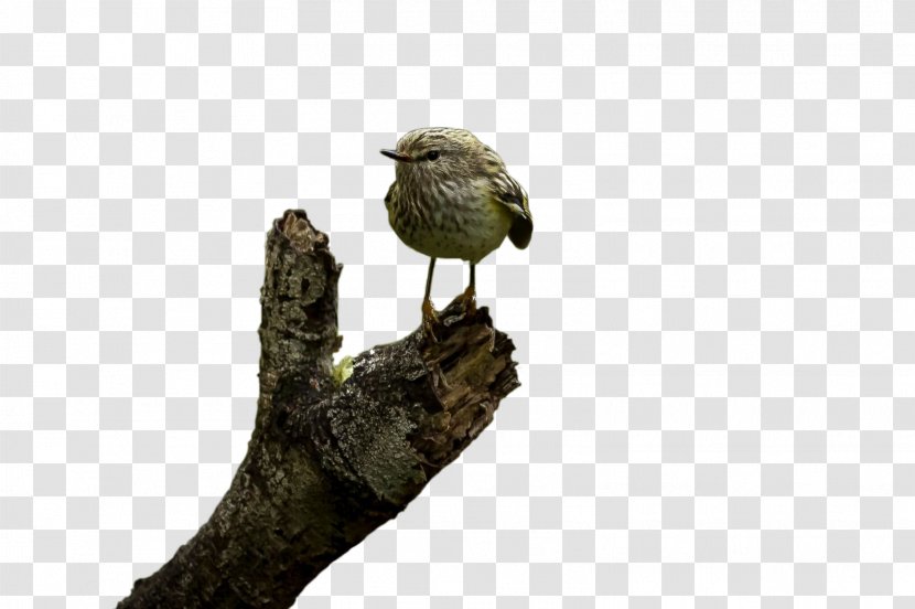 Beak Fauna - Tree - Introduced Transparent PNG