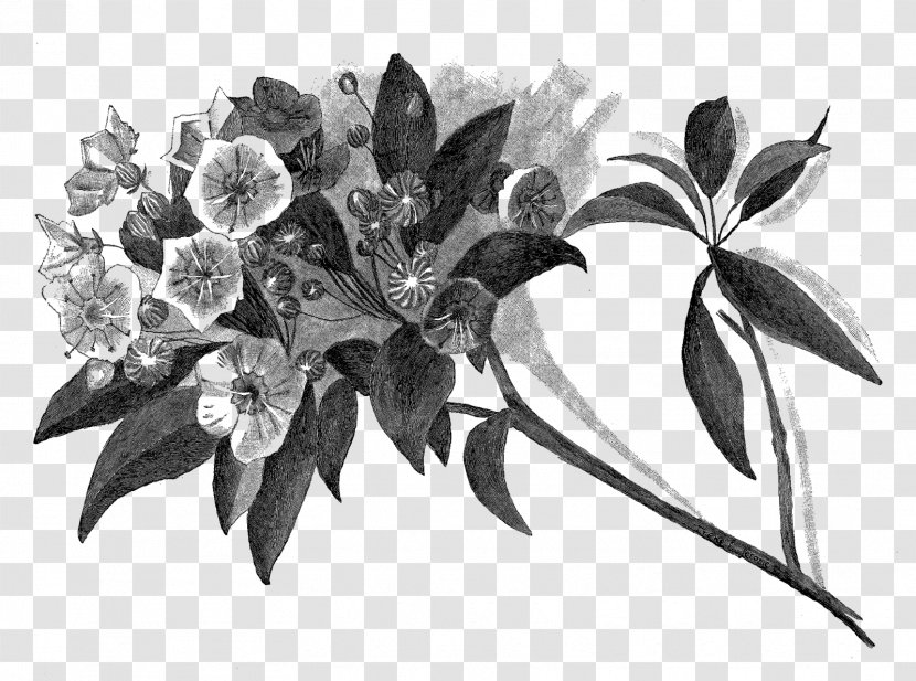 Drawing Paper Digital Illustration Work Of Art - Leaf - Botanical Transparent PNG