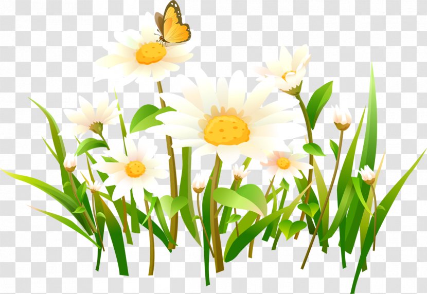 Image Clip Art Chamomile - Lossless Compression Transparent PNG