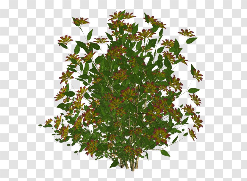 Leaf Tree Shrub - Plant Transparent PNG