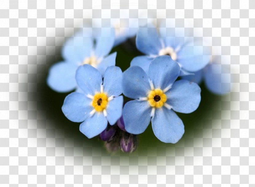 Scorpion Grasses - Flowering Plant - Myosotis Transparent PNG