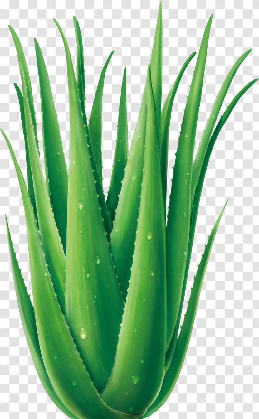 Aloe Vera Euclidean Vector Plant - Grass Family Transparent PNG