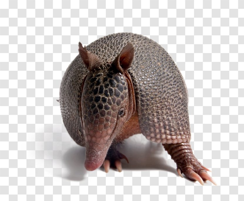 Pink Fairy Armadillo Nine-banded Six-banded Burrow - Wildlife - Cingulata Transparent PNG