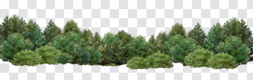 Tree Shrub Garden Desktop Wallpaper - Pine - Bushes Transparent PNG
