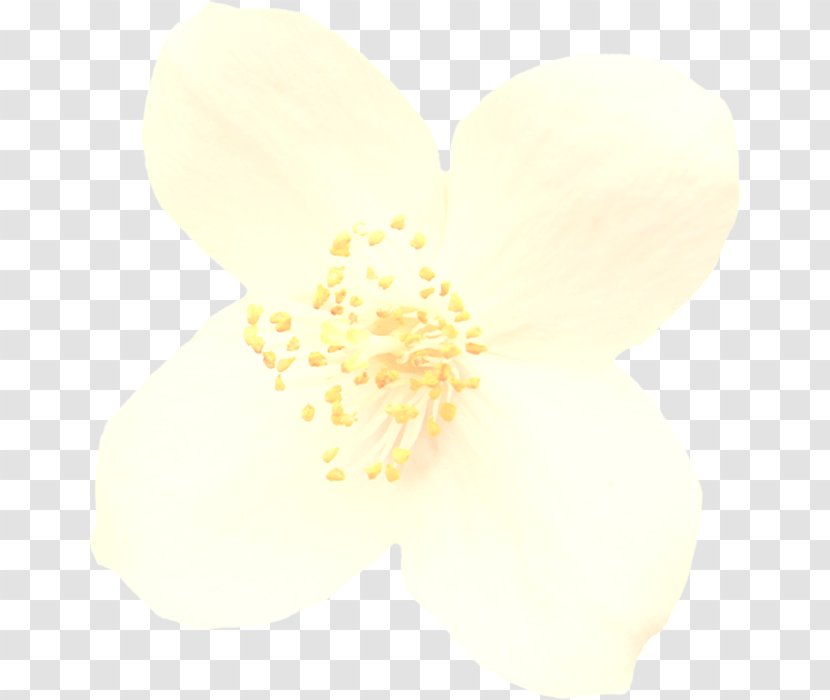 White Yellow Petal Flower Plant Transparent PNG