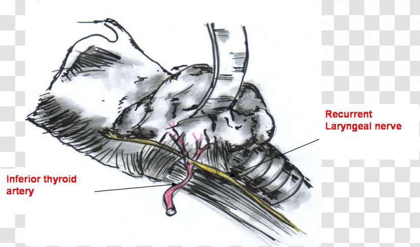 Recurrent Laryngeal Nerve Surgery Thyroidectomy /m/02csf Superior - Organism Transparent PNG