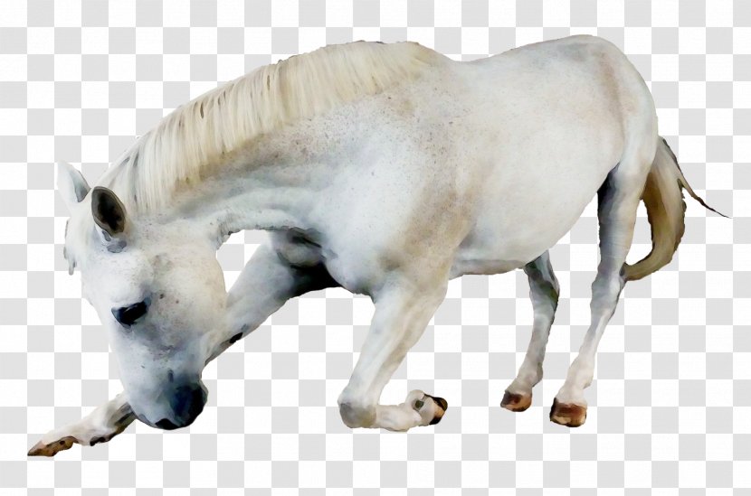Animal Figure Wildlife Snout Horse Mare - Stallion Transparent PNG