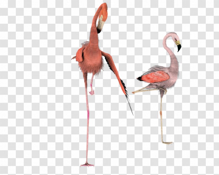 Flamingo Rendering Clip Art Transparent PNG