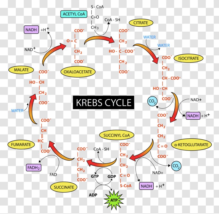 Citric Acid Cycle Glycolysis Cellular Respiration Pyruvic Fructose 1,6-bisphosphate - 16bisphosphate - Mitochondria Transparent PNG