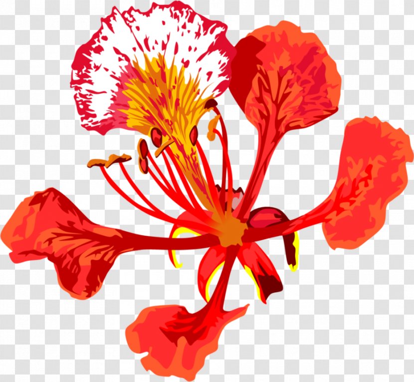 Royal Poinciana Flower Tree Floral Emblem Drawing - Plant Stem - Flowers Line Transparent PNG