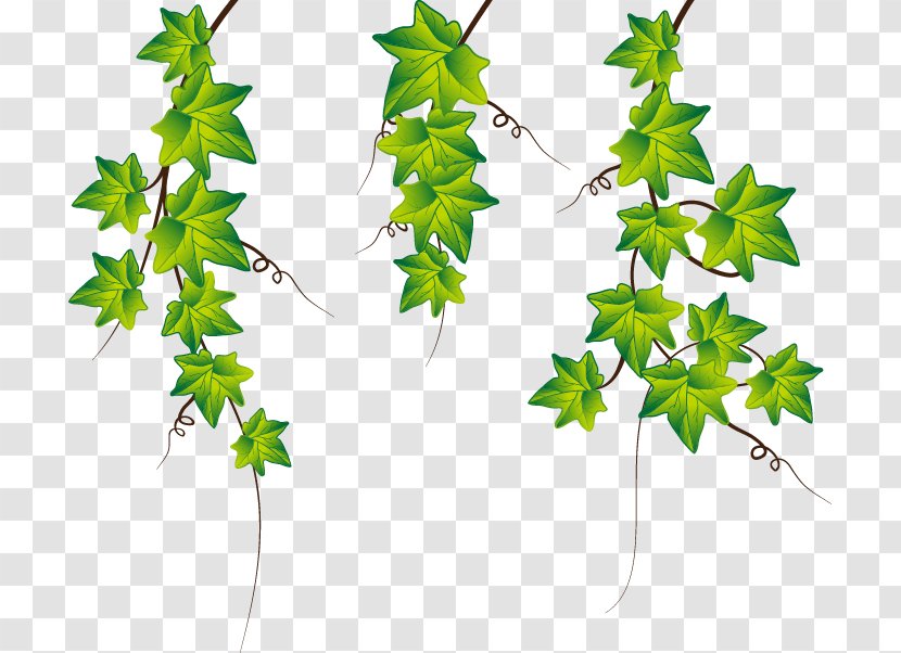 Common Ivy Stock Photography Clip Art - Maple Leaf - Hand-painted Elements Transparent PNG