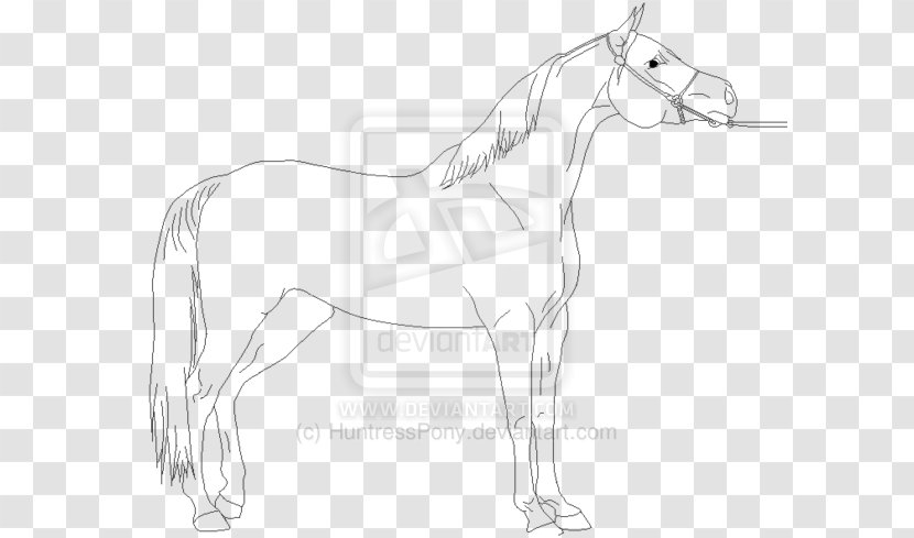 Mule Bridle Foal Stallion Colt - Arabian Man Transparent PNG