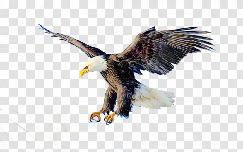 Eagle Logo - Production - Feather Falcon Transparent PNG