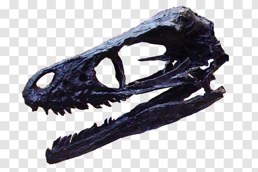 Bambiraptor Late Cretaceous Tyrannosaurus Velociraptor Theropods - Skeleton - Creative Skull Transparent PNG