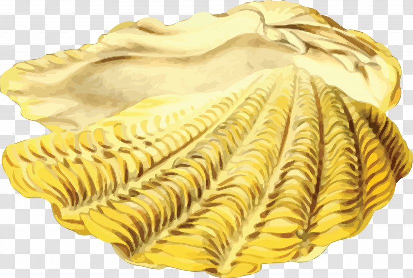 Seashell Marine - Yellow - Conch Transparent PNG