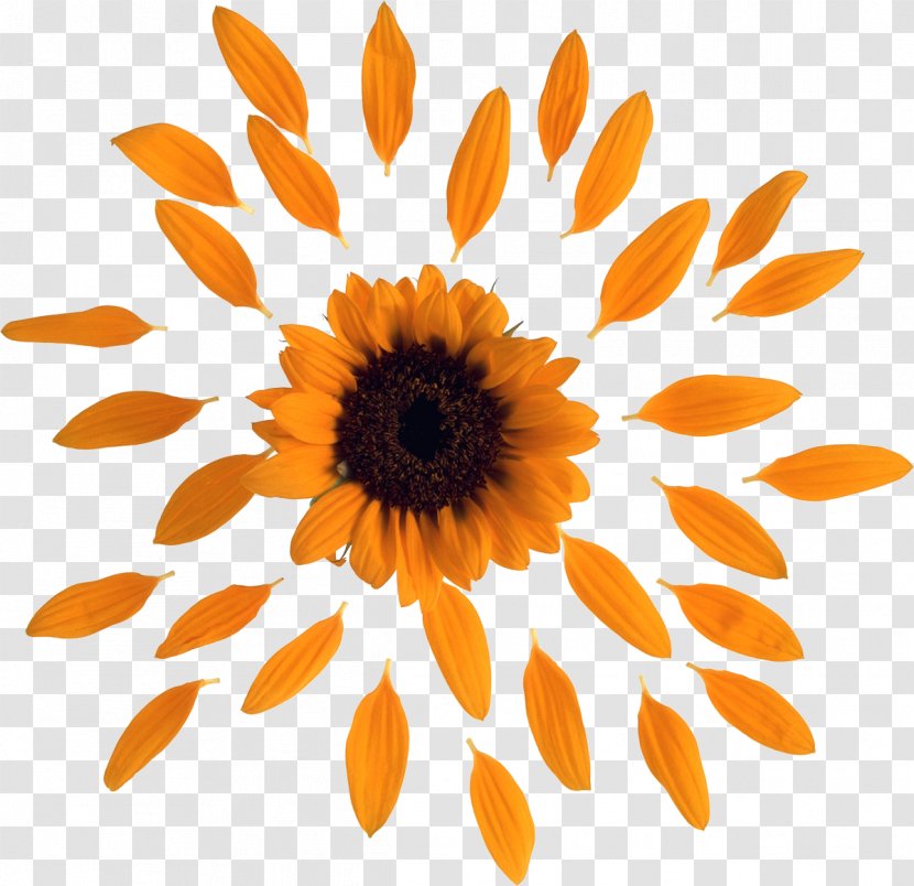 Petal Book Common Sunflower - Cut Flowers - Gerbera Transparent PNG