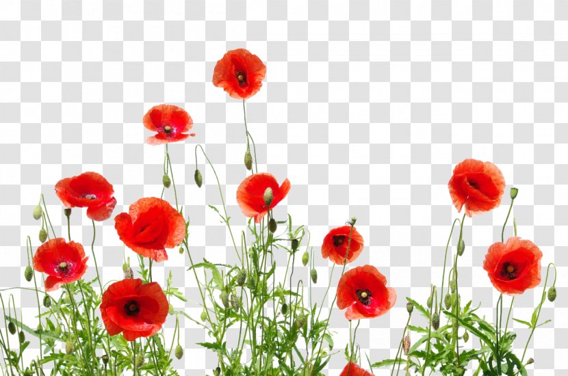 Common Poppy Printing Desktop Wallpaper - Flower Transparent PNG