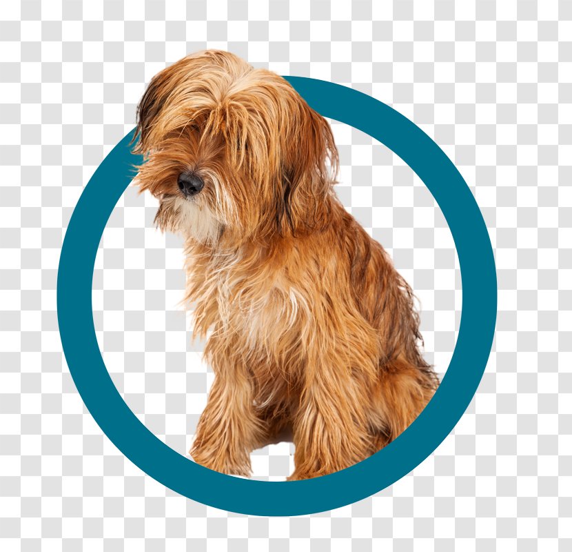 Norfolk Terrier Yorkshire Sporting Lucas Morkie Tibetan - Havanese - Puppy Transparent PNG