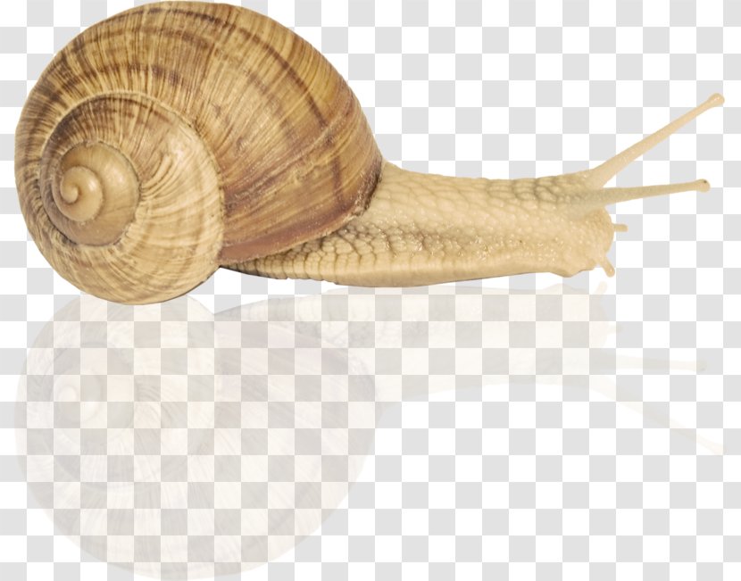 Snail Orthogastropoda Escargot Clip Art - Schnecken Transparent PNG