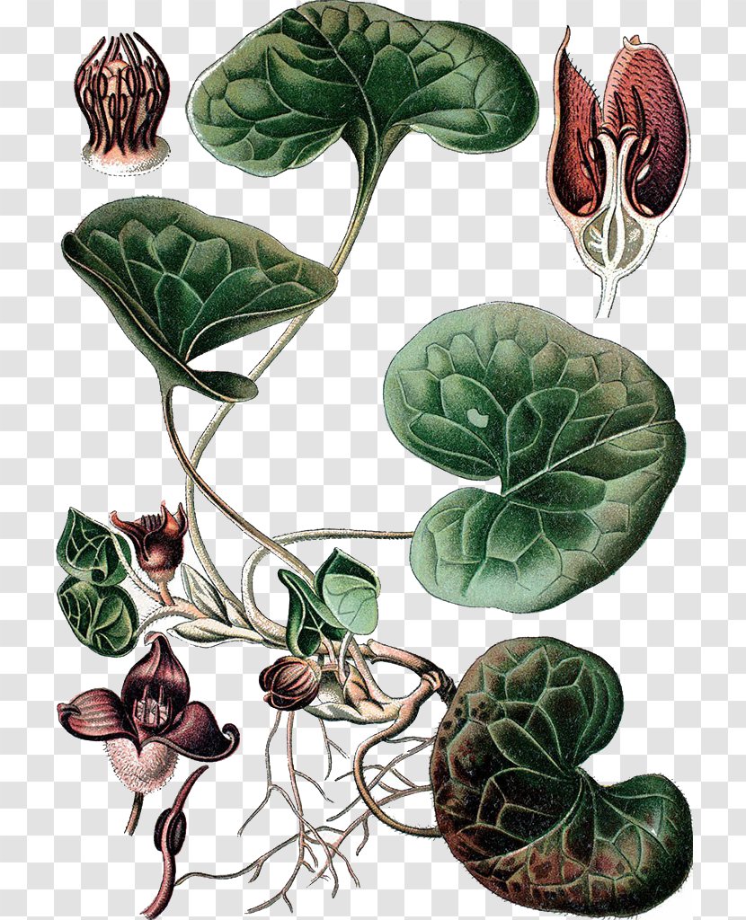 European Wild Ginger Icones Plantarum Medicinalium Stock Photography Illustration - Illustrator Transparent PNG