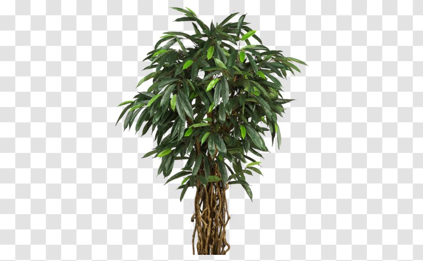 Perforate St John's-wort Tree Areca Palm Plant Arecaceae - Silk - Aquatic Plants Transparent PNG