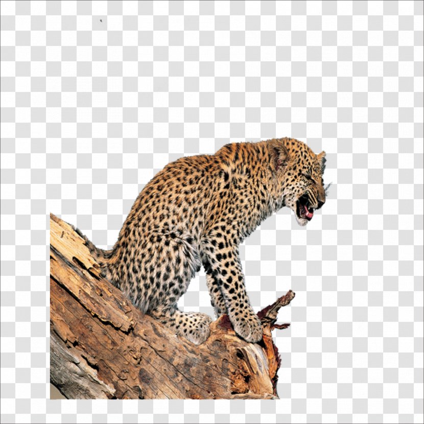 Leopard Tiger Lion Jaguar Cheetah - Big Cats Transparent PNG