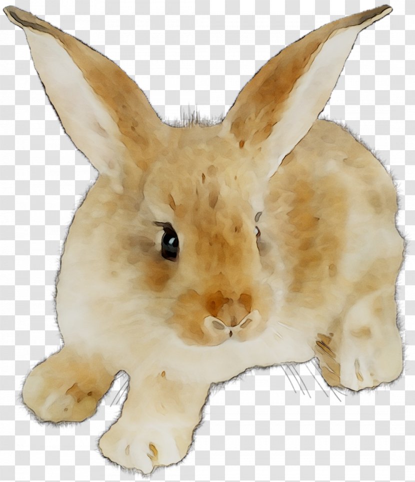 Domestic Rabbit Hare Fur Whiskers Fauna - Toy - Ear Transparent PNG