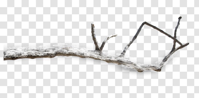 Tree Photography Clip Art - Branch Transparent PNG