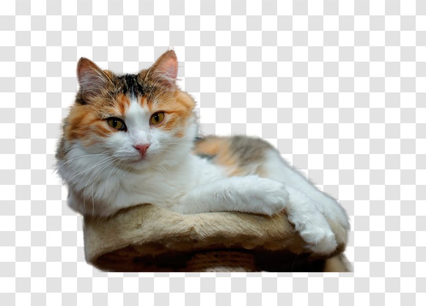 Birman Persian Cat Cymric Desktop Wallpaper Kitten Transparent PNG