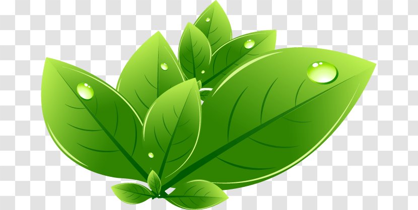 Natural Environment Green Nature Ecology Transparent PNG