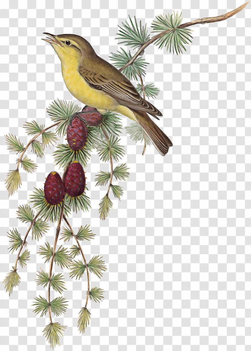 Robin Bird - Woodpecker - Coraciiformes Transparent PNG