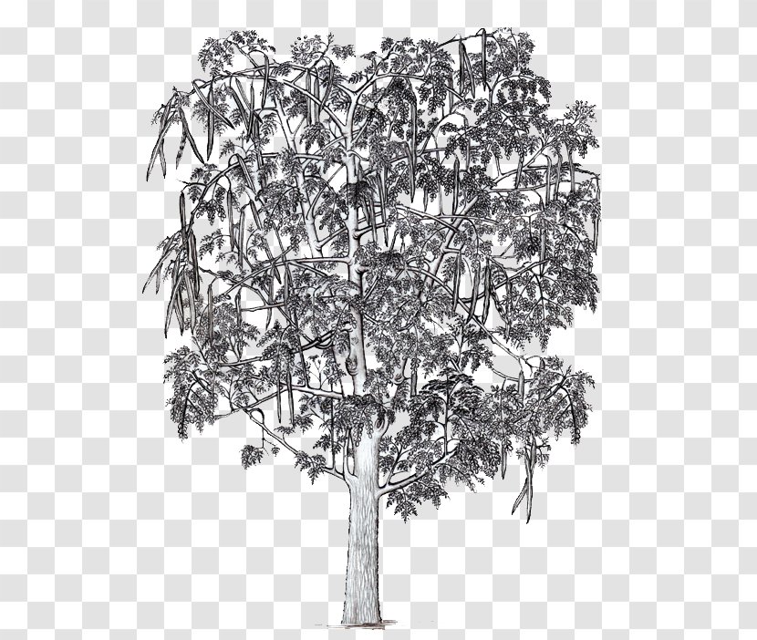 Drawing /m/02csf White Flowering Plant - Moringa Tree Transparent PNG