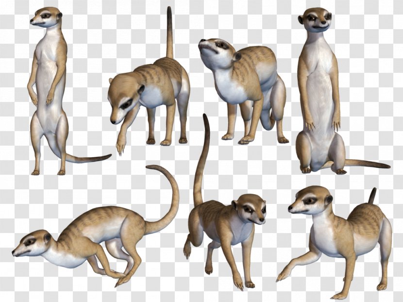 Meerkat Terrestrial Animal Wildlife Transparent PNG