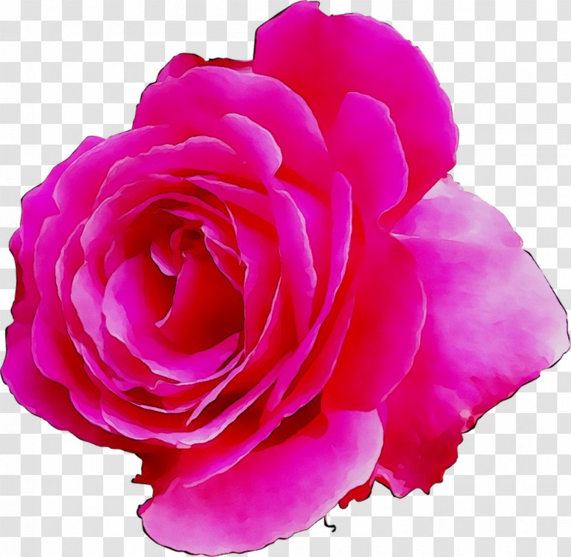 Garden Roses Cabbage Rose Floribunda Cut Flowers - Begonia Transparent PNG