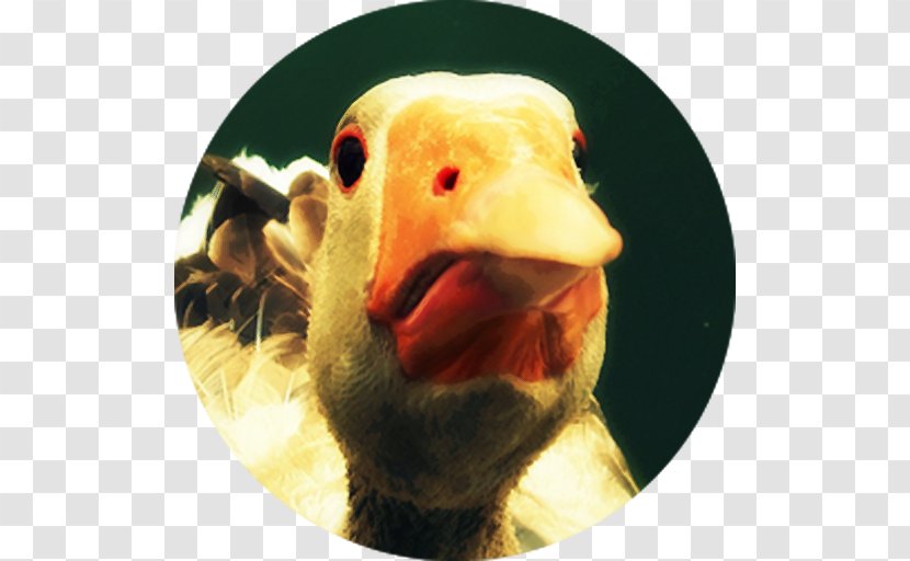 Google Play Sleep Cramming Water Bird Transparent PNG