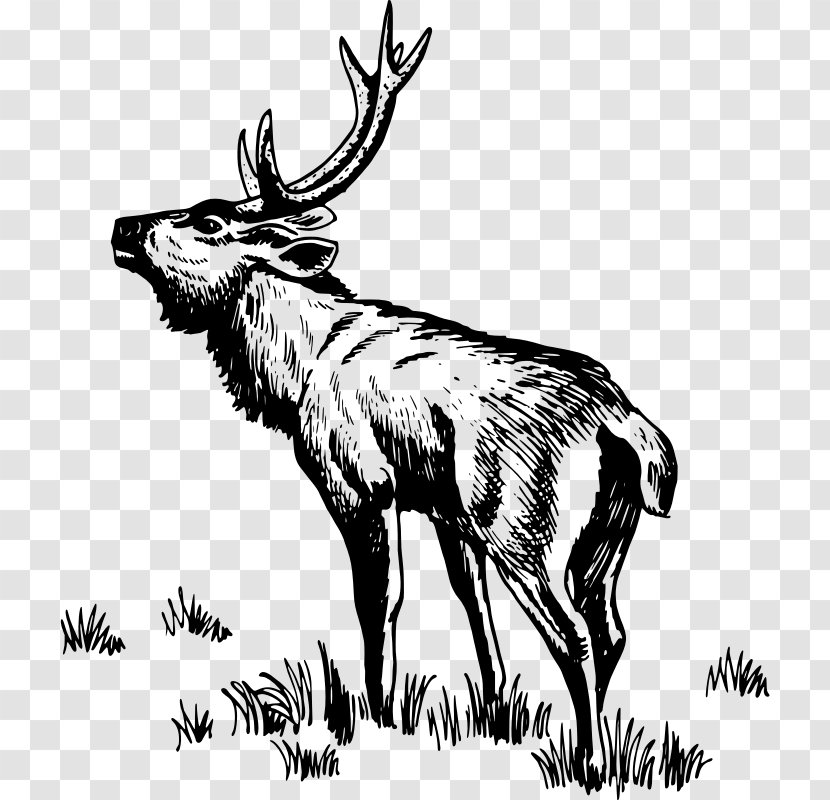 Reindeer Elk Moose Clip Art - Organism Transparent PNG
