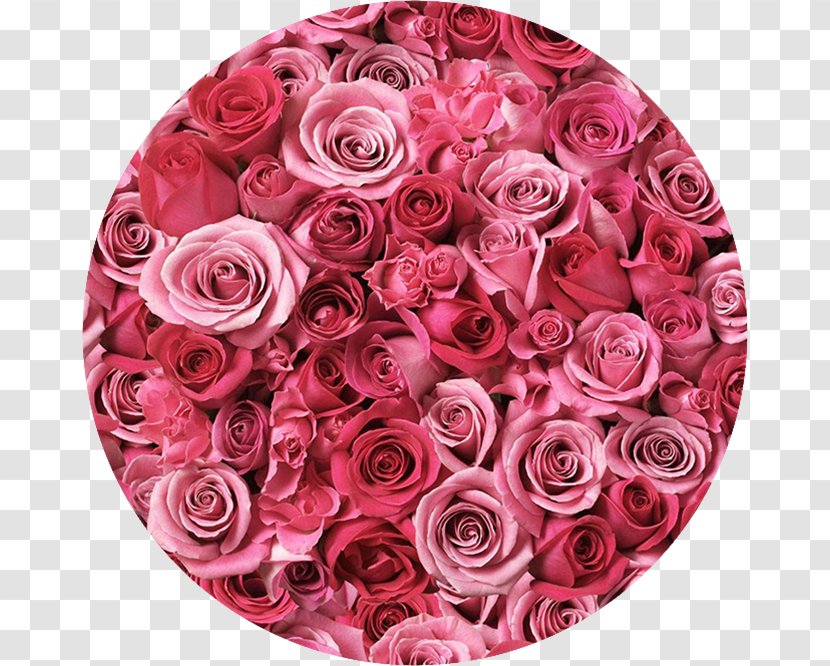 Desktop Wallpaper Rose Pink Flowers - Wall Decal - Roses Transparent PNG