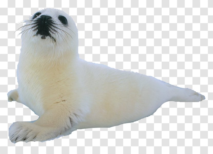 Climope Earless Seal Sea Lion Aquatic Animal - Harbor - Photo Transparent PNG